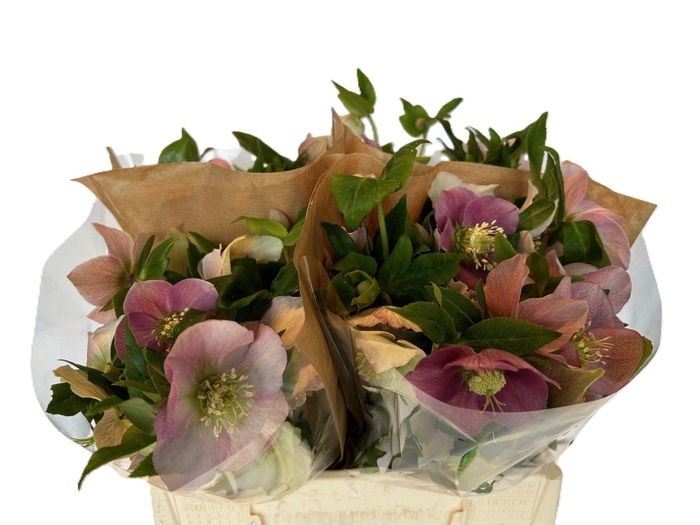 <h4>HELL OR QUEENS L PIN</h4>