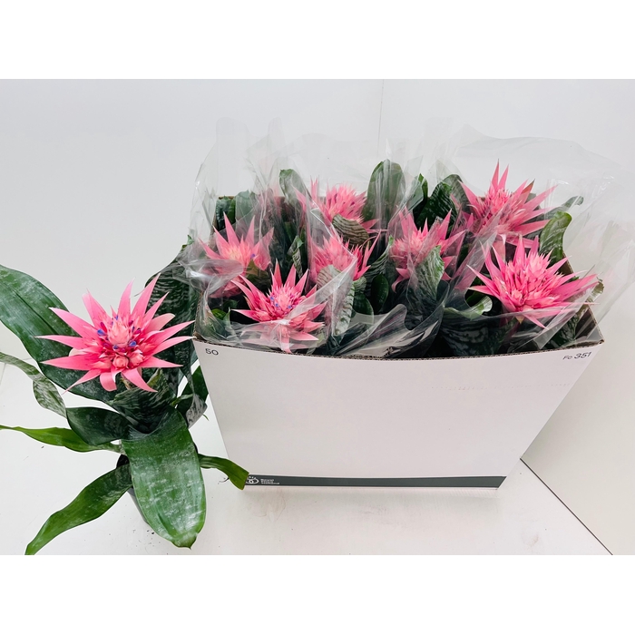 <h4>AECH FAS PRIMERA</h4>