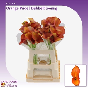 Calla Orange Pride | Dubbelbloemig