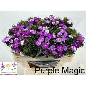 Di Barb Purple Magic