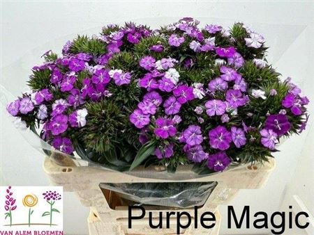<h4>Di Barb Purple Magic</h4>