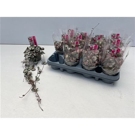 <h4>Ceropegia Woodii Silver Glory</h4>