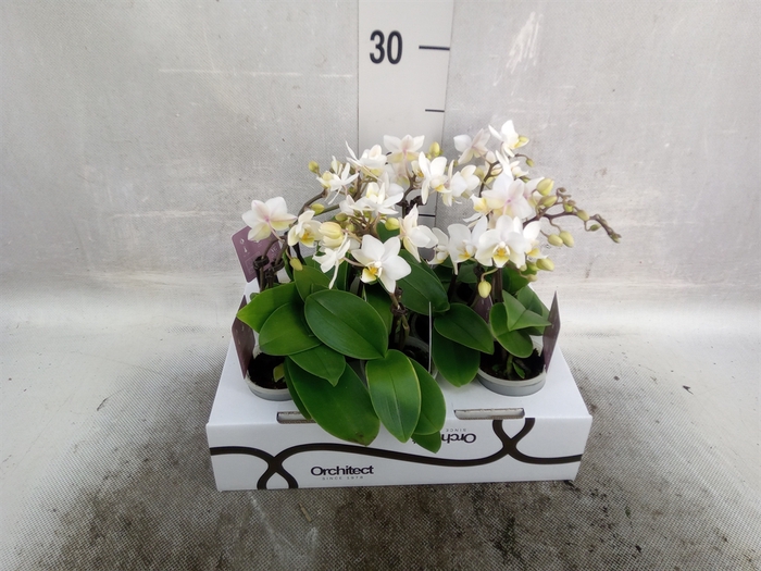 <h4>Phalaenopsis   ...mini</h4>