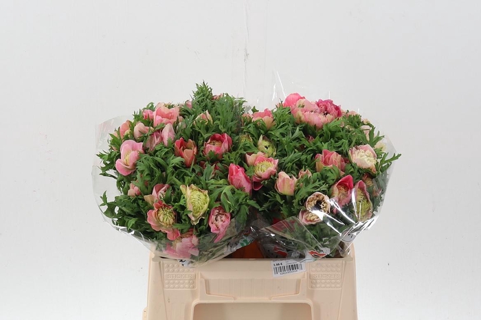 <h4>Anem Co Levan Rosa</h4>