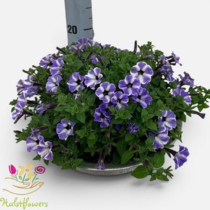 PET VIVINI BLUE STAR