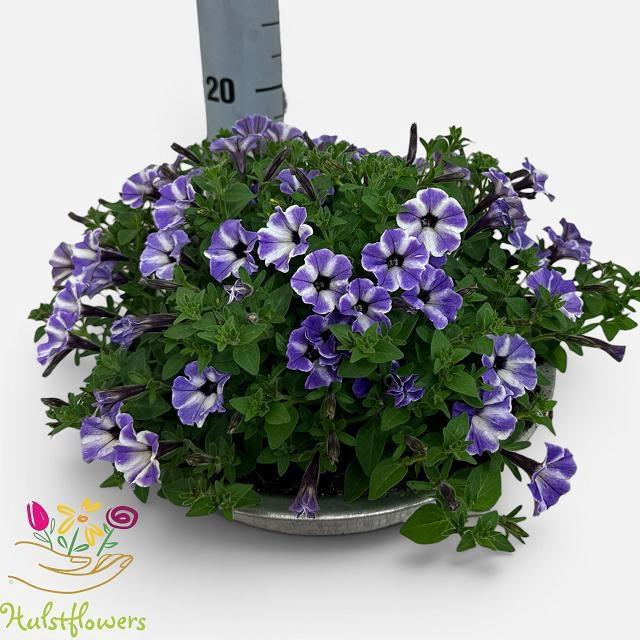 <h4>PET VIVINI BLUE STAR</h4>