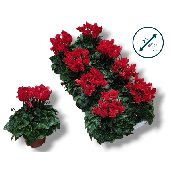 <h4>Cyclaam-ROOD</h4>