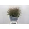 Panicum Virgatum Warrior