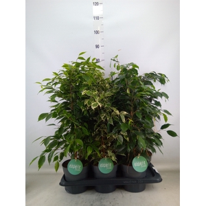 Ficus benja.   ...mix