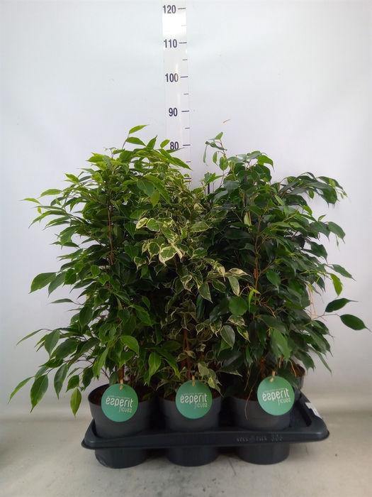 <h4>Ficus benja.   ...mix</h4>