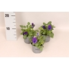 Viola cornuta F1 Deep Blue