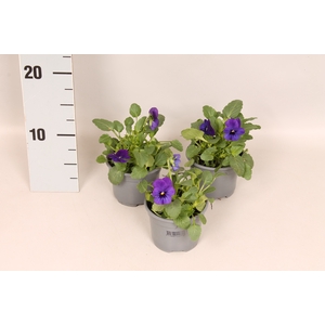 Viola cornuta F1 Deep Blue with Blotch