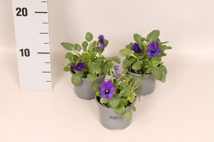 Viola cornuta F1 Deep Blue