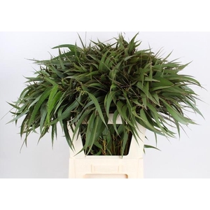 EUC EXOTICA PER BOS