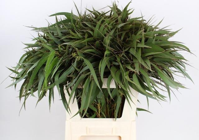 EUC EXOTICA PER BOS