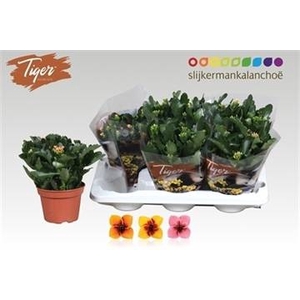 KAL EN TIGER GEM