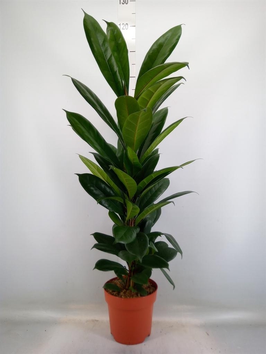 <h4>Ficus cyathistipula</h4>