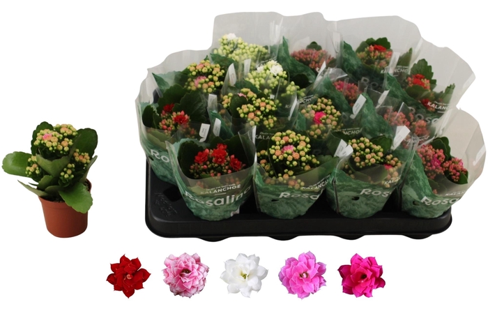 <h4>KAL GE RO GEM 5 KL</h4>