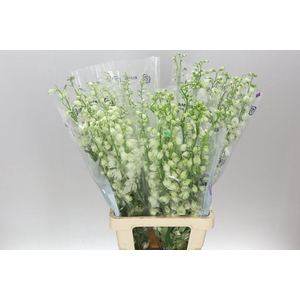 Delph El Guardian White