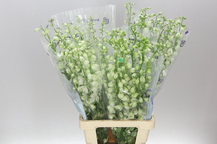 <h4>Delph El Guardian White</h4>