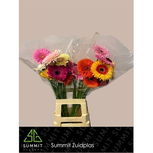 Gerbera Mix Water x40 Lang