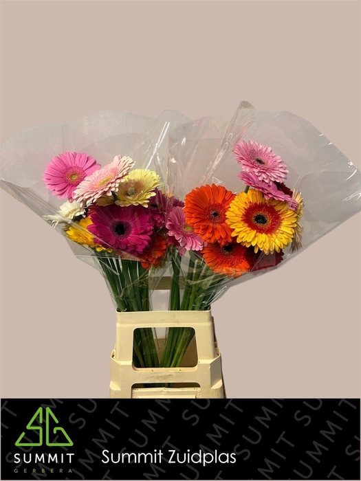 <h4>Gerbera Mix Water x40 Lang</h4>