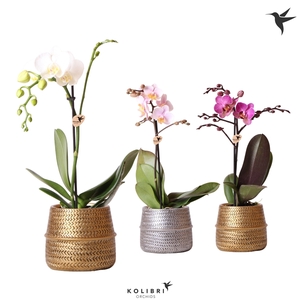 Kolibri Orchids Phalaenopsis Mix 1 spike in groove pot mix