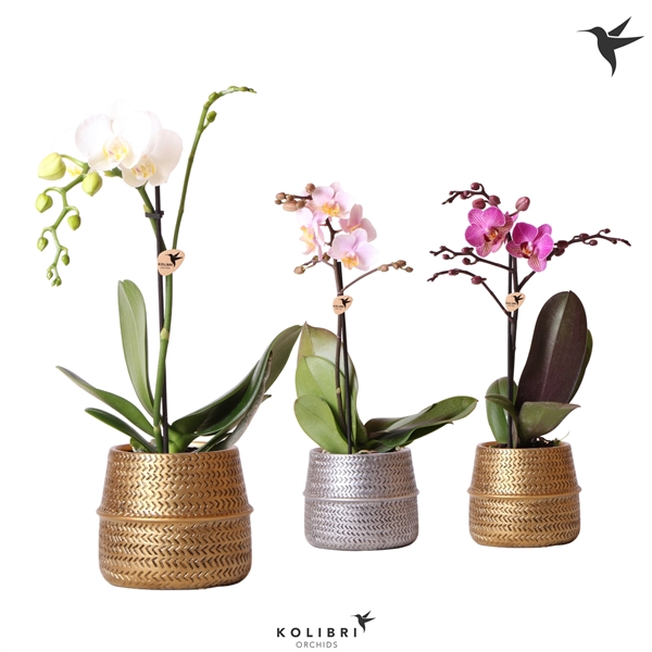 <h4>Kolibri Orchids Phalaenopsis Mix 1 spike in groove pot mix</h4>