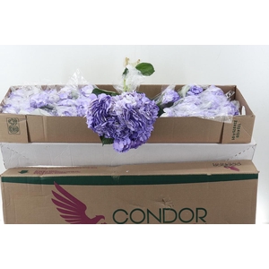 Hydr Lavendel Tinted Sel Box