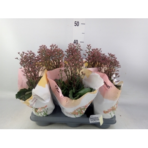 Kalanchoe   ...