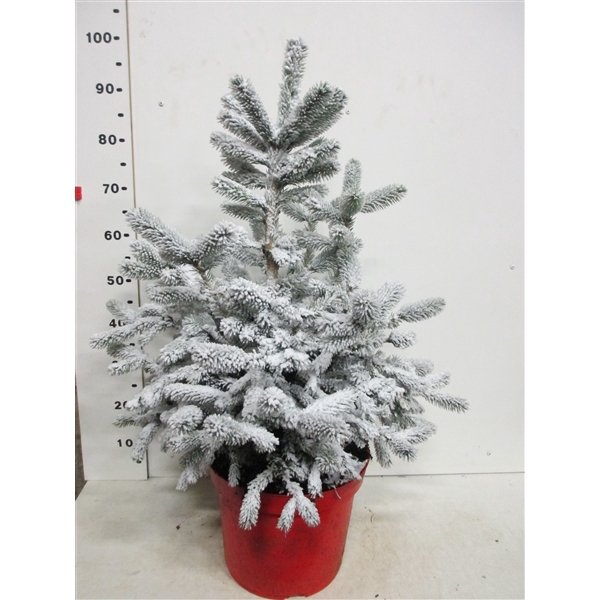 <h4>Picea sneeuw Super Blue 60-80 cm P30</h4>