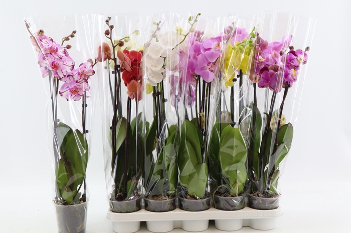 <h4>PHAL GEM 8 KL</h4>
