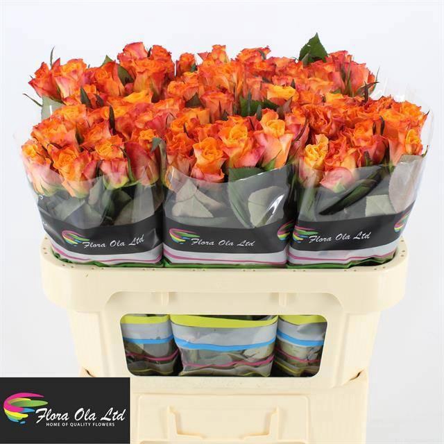 <h4>R GR MARIYO!</h4>