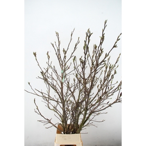 MAGNOLIA SUSAN PER STEM 180CM