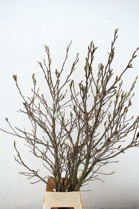 <h4>MAGNOLIA SUSAN PER STEM 180CM</h4>