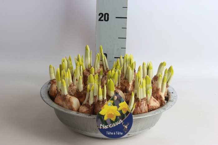 <h4>ARR N TETE A TETE</h4>