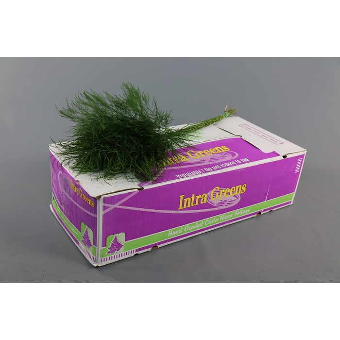 <h4>Treefern  XL</h4>