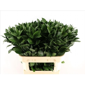 Leaf ruscus
