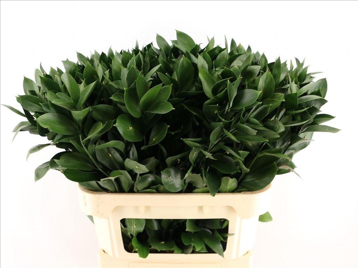 <h4>Leaf ruscus</h4>
