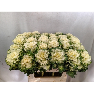 BRASS CRANE RU WHITE