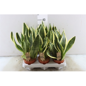 Sansevieria Superba