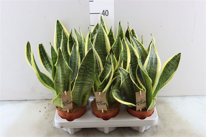 Sansevieria Superba