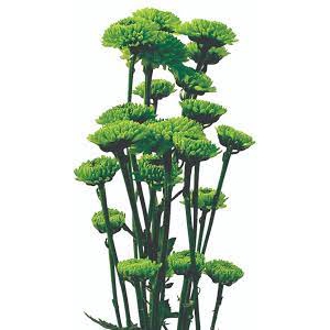 CRISANTEMO SANTINI KIWI GREEN 080 CM