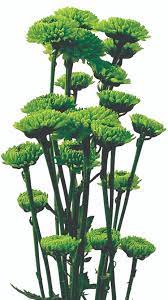 <h4>CRISANTEMO SANTINI KIWI GREEN 080 CM</h4>