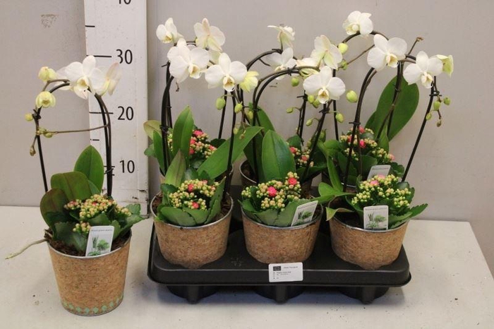 <h4>ARR KAMERPL BLOEI</h4>