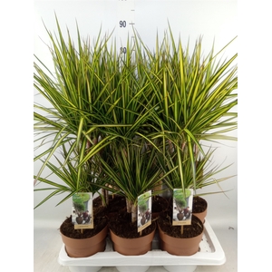 Dracaena marg. 'Sunray'