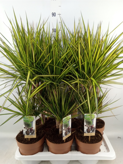 <h4>Dracaena marg. 'Sunray'</h4>