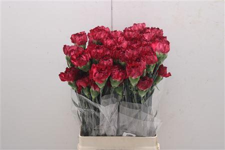 <h4>Di St Granada</h4>