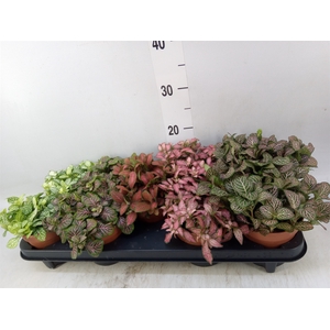 Fittonia   ...mix