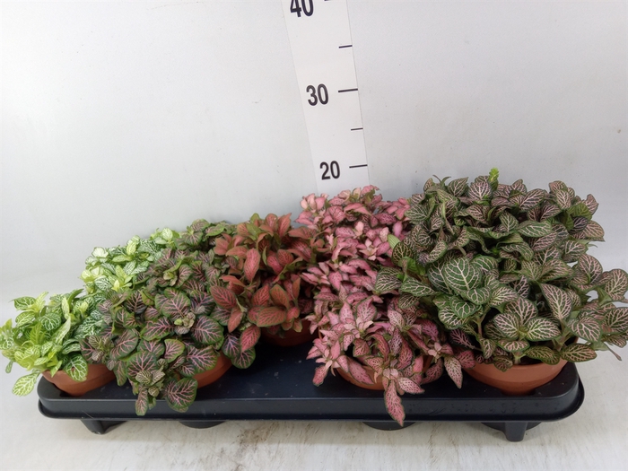<h4>Fittonia   ...mix</h4>